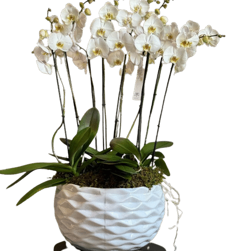BOWL DE ORQUÍDEAS