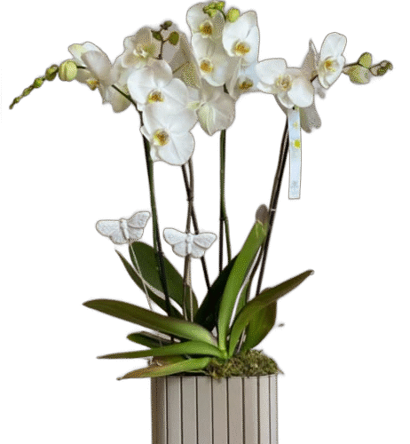 ORQUÍDEA CUBE