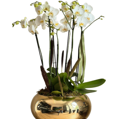 ORQUÍDEA DORADA