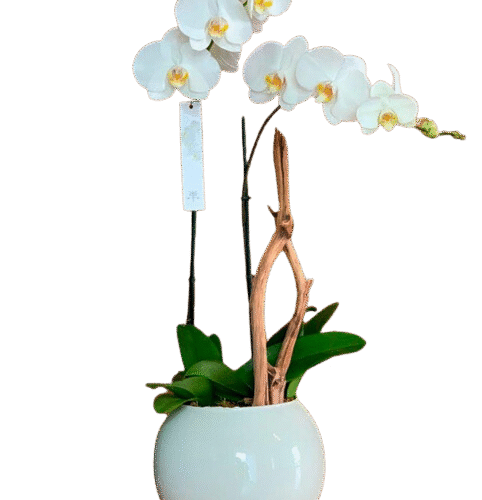 ORQUÍDEA PECERA