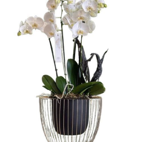 ORQUÍDEAS GREEN