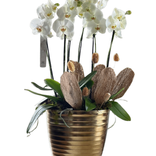ORQUÍDEAS SILVER