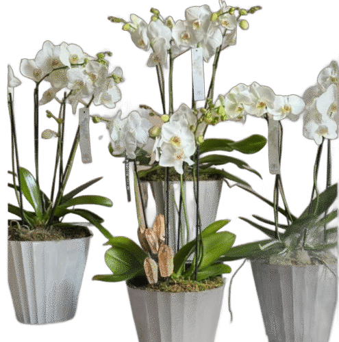 ORQUÍDEAS COLOR