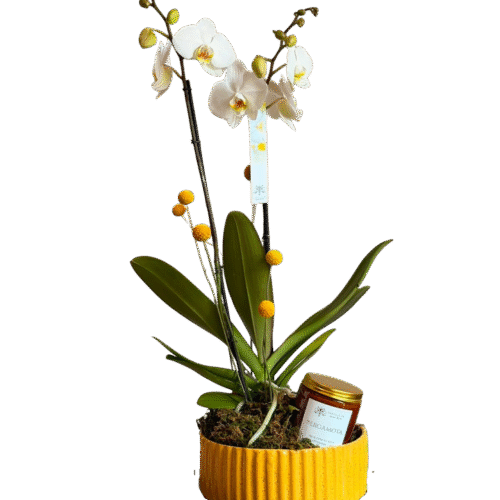 ORQUÍDEAS GIFT
