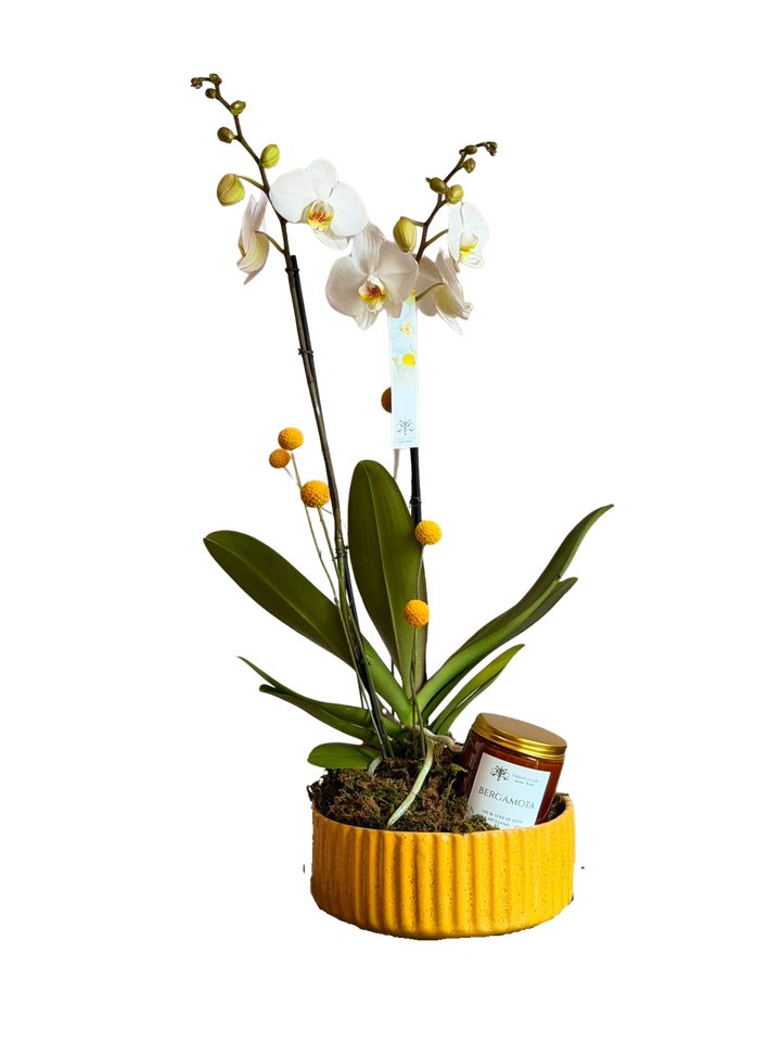 ORQUÍDEAS GIFT