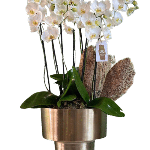 ORQUÍDEAS GOLD