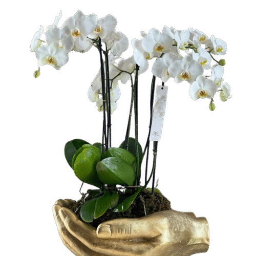 ORQUÍDEAS MANO