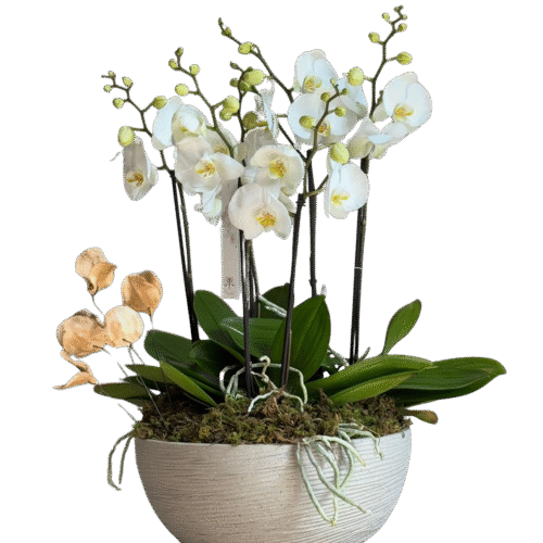 ORQUÍDEAS BOWL