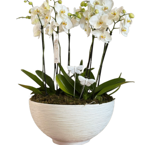 ORQUÍDEAS BUTTERFLY
